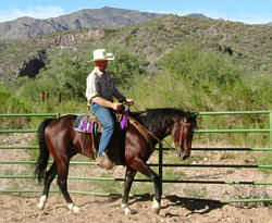 Williams Family Ranch Stallion BOB